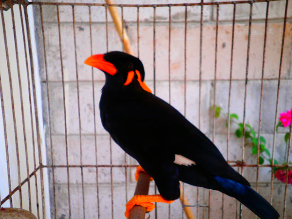 58 Koleksi Gambar Burung Beo HD Terbaru