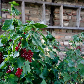 by Naim Krasniqi - Food & Drink Fruits & Vegetables