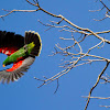 Eclectus Parrot (Male)