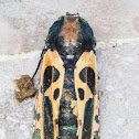 Cossid moth