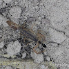 Striped Bark Scorpion with prey