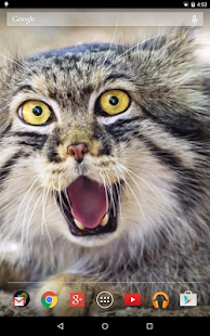 Angry Cat Live Wallpaper Screenshots 8