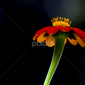 by Vishwas Watwe - Flowers Single Flower