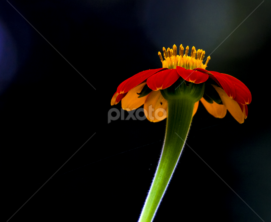 by Vishwas Watwe - Flowers Single Flower