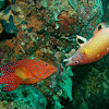 Coral Grouper & Redfin Hogfish