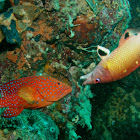 Coral Grouper & Redfin Hogfish