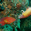 Coral Grouper & Redfin Hogfish