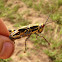 Variegated grasshopper