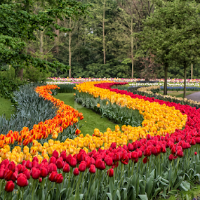 Tulip Garden by Lynn Wiezycki - Flowers Flower Gardens