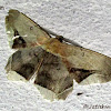 Silk Moth