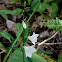 White Bellflower 