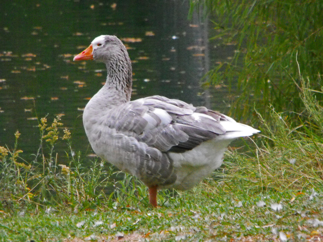 Domestic Goose