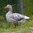 Domestic Goose