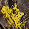 Insect egg Slime mold