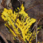 Insect egg Slime mold