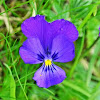 Viola calcarata/ Pensée des Alpes