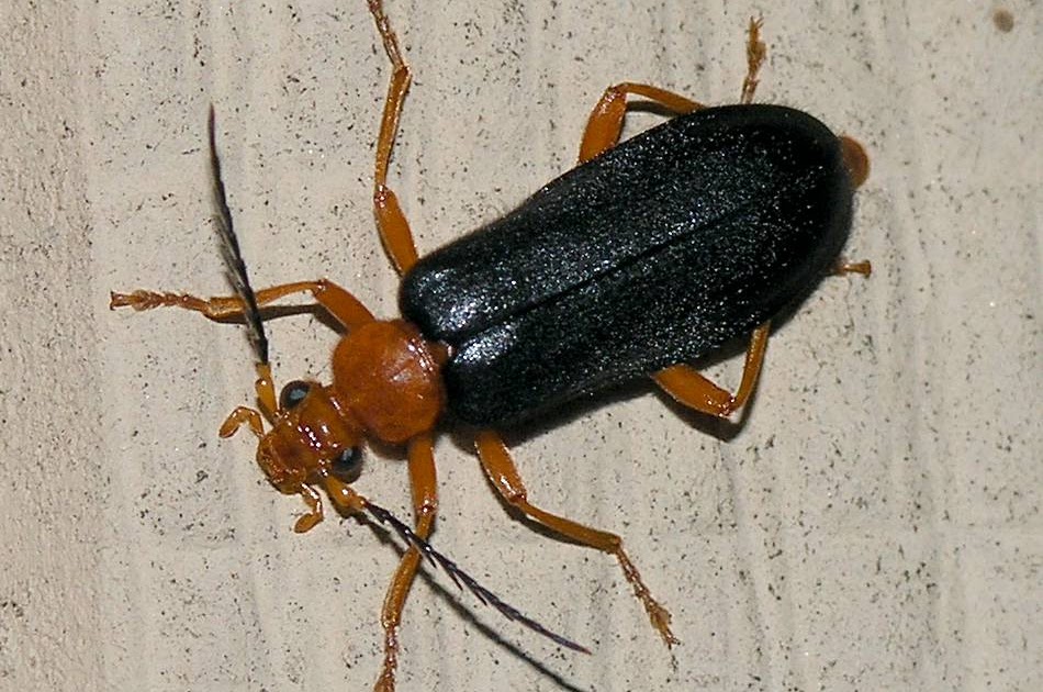 Nature In The Ozarks Fire Colored Beetle Neopyrochroa Flabellata