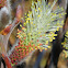 Willow catkins, inflorescencias de sauce