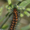 wasp moth