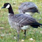 Aleutian Canada Goose
