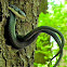 Black Rat Snakes (mating)