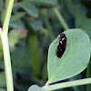 insect on Milkweed