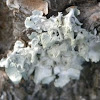 lichenicolous fungi