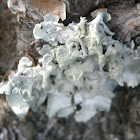 lichenicolous fungi