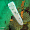 Pyrosome Jellyfish