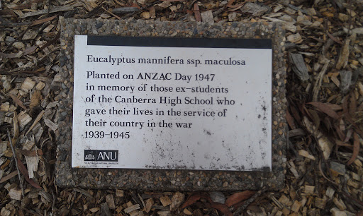 Eucalypt in Memory of Fallen ANZAC's 
