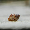 Rustic Dove Shell (κουρελίτσα)