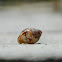 Rustic Dove Shell (κουρελίτσα)