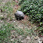 Gopher Tortoise