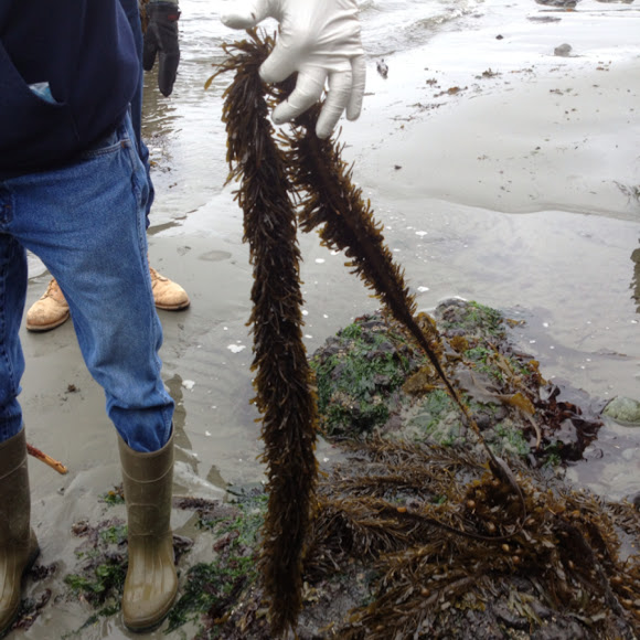 Feather boa kelp Project Noah