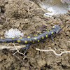 Yellow Spotted Salamander