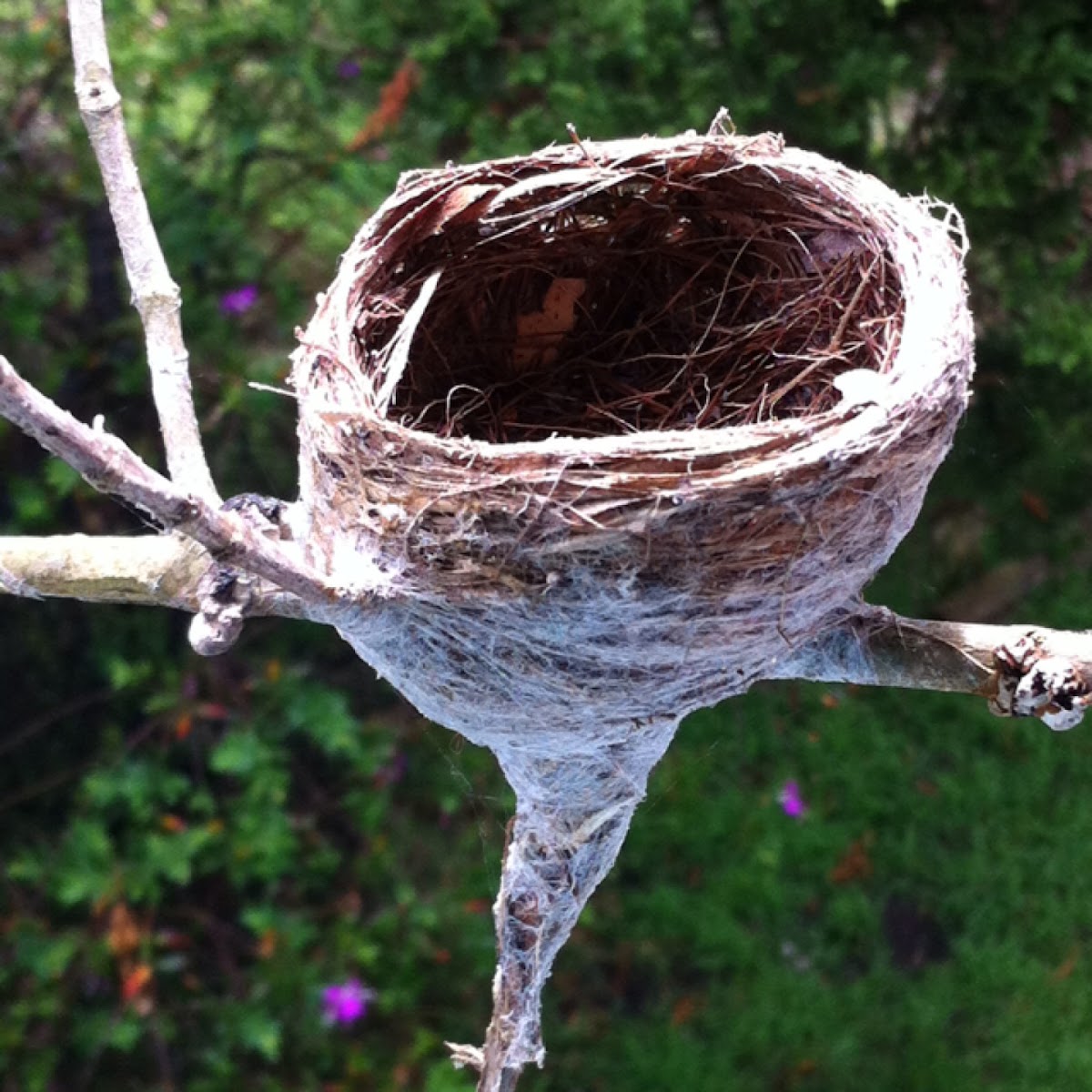 Grey fantail nest