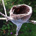 Grey fantail nest