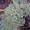 Usnea lichen