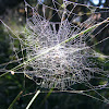 Dual Spider Web