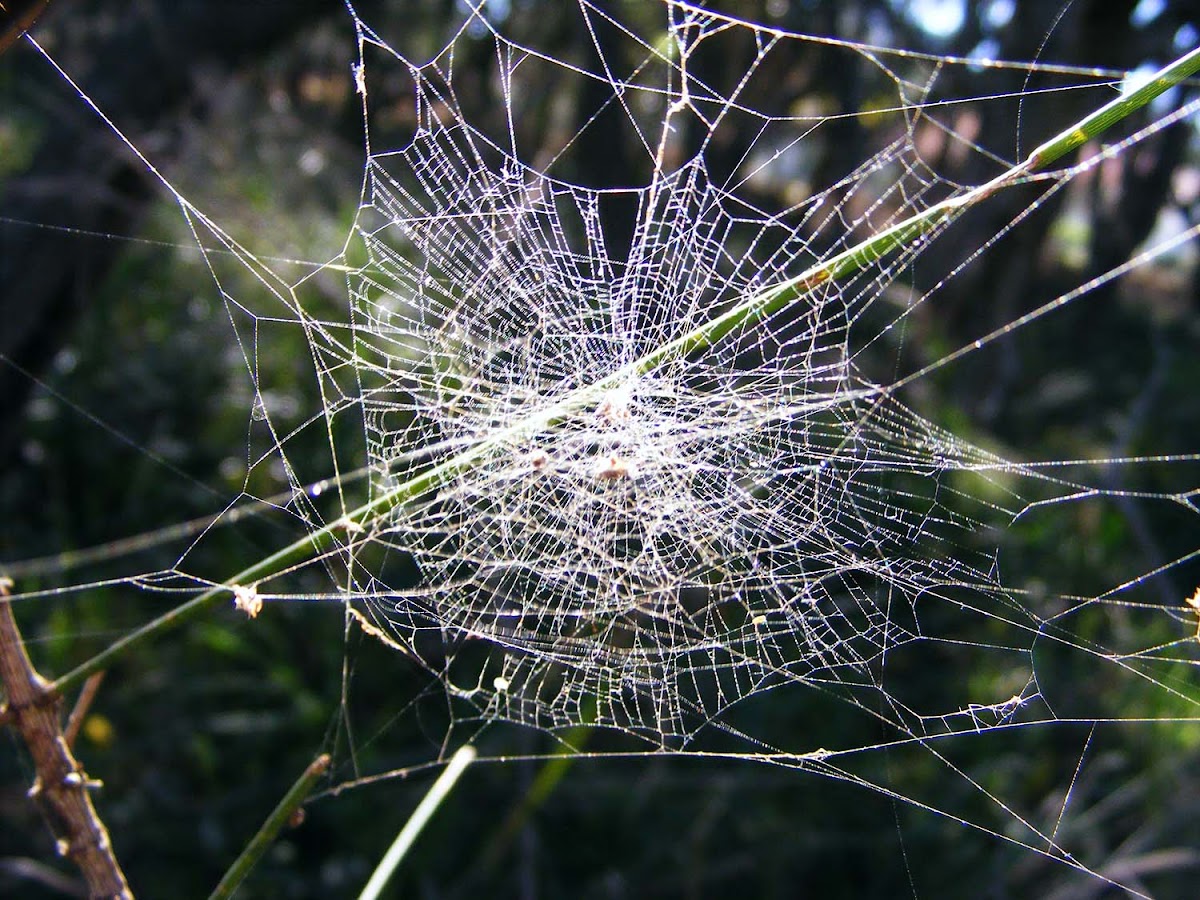 Dual Spider Web