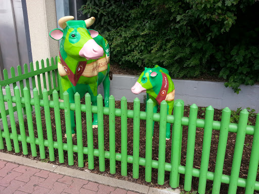 Cows of Medenbach