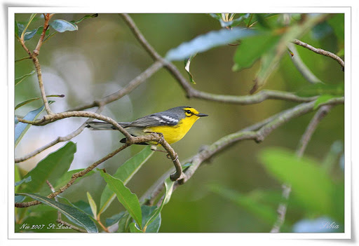 St-Lucia-warbler - St. Lucia warbler on the Caribbean island of St. Lucia.