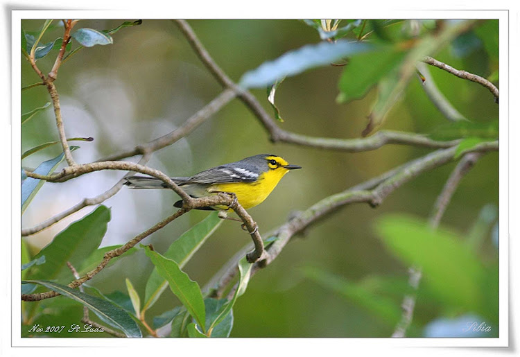 St. Lucia warbler on the Caribbean island of St. Lucia.