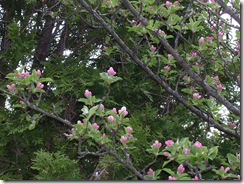 CA blossums