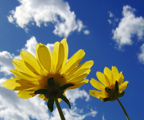 [yellow daisies[3].jpg]