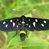 Nine-spotted Moth / Pjegavi ovnić
