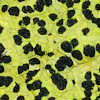 Map lichen