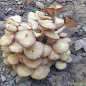 Ringless Honey Mushroom