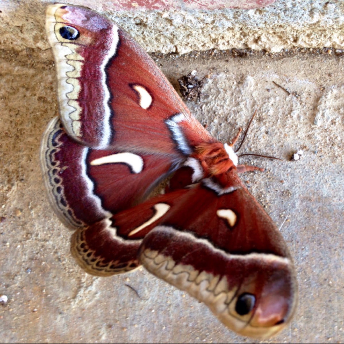 Ceanothus Silk Moth