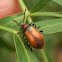 Honeybrown Beetle